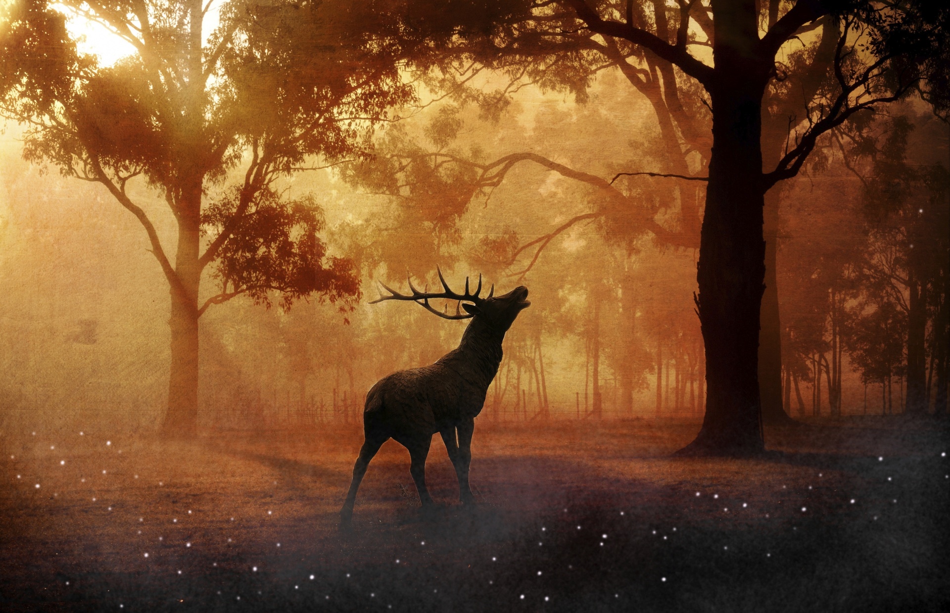 Elk in the forest